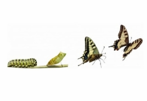 Whitepaper &#8216;Rekenen aan transformatie&#8217;
